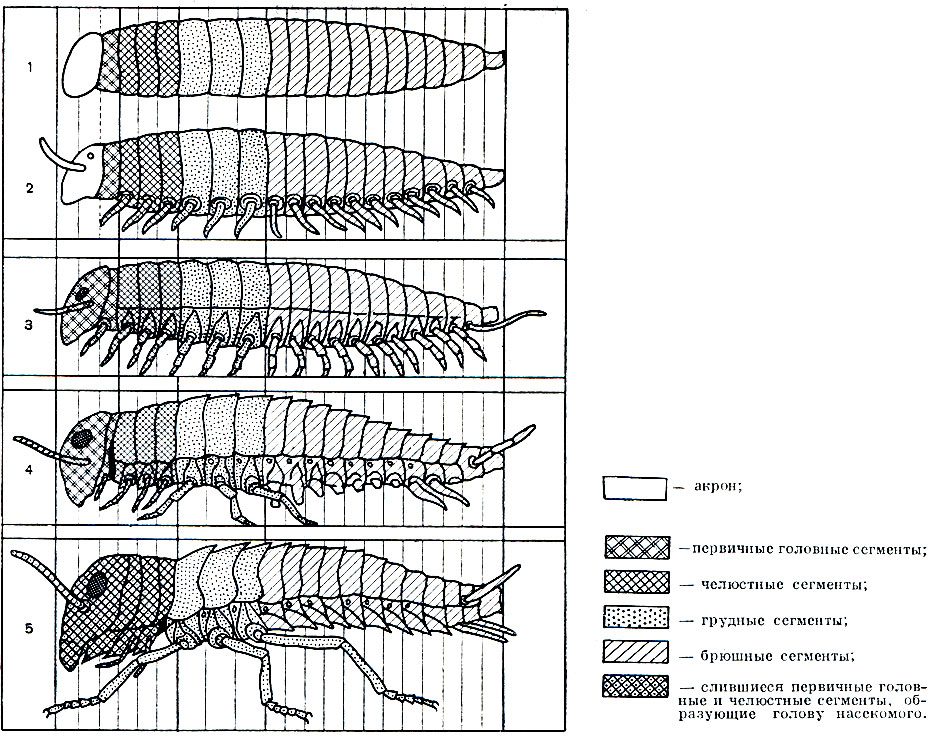 Рис. 85. Схема эволюции членистоногих от червеобразного предка к насекомому (по гипотезе Р. Снодграсса): 1 - членистый докембрийский червь без придатков; 2 - многоножкоподобная форма, сходная с эмбрионом онихофор, многоножек и насекомых; 3 - многоножкоподобная форма; 4 - форма, переходная от многоножек к низшим насекомым; 5 - насекомое;  - акрон;