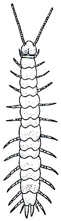 Рис. 88. Скутигерелла (Scutigerella sp.)