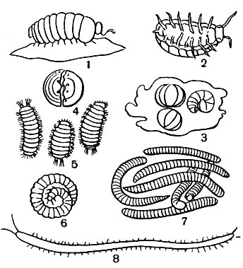 Таблица 11. Многоножки и мокрицы: 1, 3 - многоножка - броненосец гломерис (Clomeris marginata); 2, 4 - мокрица - броненосец Armadillidium; 5 - кистехвост обыкновенный (Polyxenus lagurus); 6 - кивсяк Julus sp.; 7 - кивсяк Cylindroiulus teutonicus; 8 - геофил Geophilus sp