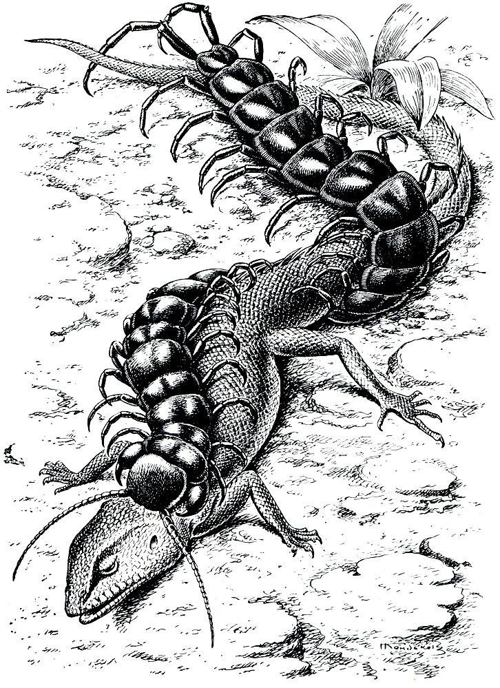 Рис. 92. Гигантская сколопендра (Scolopendra gigantea), нападающая на ящерицу