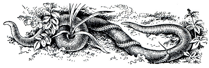 Рис. 93. Геофил Geophilus longicornis на дождевом черве