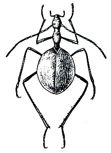 Рис. 105. Пещерный жук Leptodirus hohenwarti