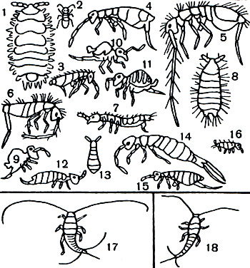 Таблица 13. Ногохвостки и щетинохвостки: 1-16 - ногохвостки: 1 - Ceratrimeria paucispinosa, 2 - Entomobrya salta, 3 - E. nivalis, 4 - Tibiolatra latronigra, 5 - Parachaetoceras pritchardi, 6 - Paronana maculosa, 7 - Pseudachorutes brunneus, 8 - Neanura muscorum, 9 - Katianna purpuravirida, 10 - Bourletiella arvalis, 11 - Parakatianna hexagona, 12 - Isotoma exiguadentata, 13 - Onychiurus fimetarius, 14 - Tomocerura rubenota, 15 - Proisotomurus novae-zealandiae, 16 - Triacanthella setacea