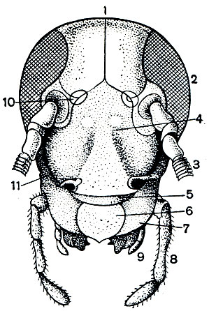 Рис. 108. Голова черного таракана (Blatta orientalis) спереди: 1 - темя; 2 - сложный глаз; 3 - усик; 4 - лоб; 5 - наличник; 6 - верхняя губа; 7 - жвала (верхняя челюсть); 8 - щупик нижней челюсти; 9 - щупик нижней губы; 10 - простой глазок; 11 - щека