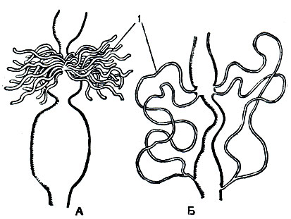 Рис. 116. Выделительная система насекомых: А - стрекозы; Б - жука-листоеда; 1 - мальпигиевы сосуды