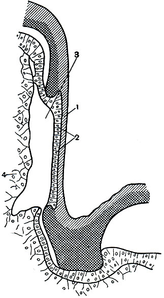 Рас. 120. Температурный орган на усике саранчи (в разрезе): 1 - экзокутикула; 2 - чувствующие клетки; 3 - полость органа; 4 - жировое тело