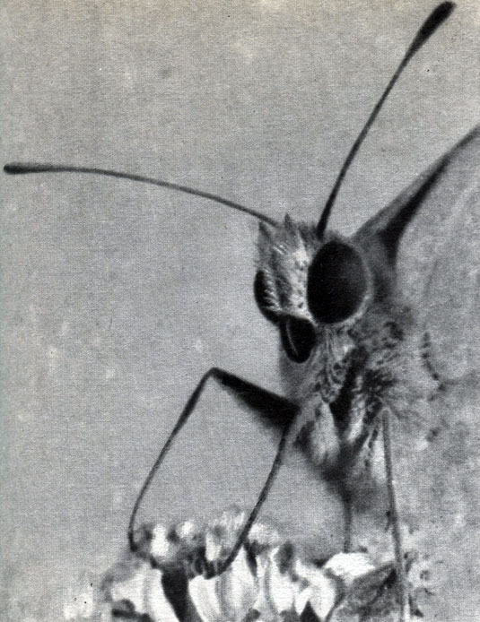 Таблица 14. Разнообразие формы головы насекомых. Голова бабочки-желтушки (Colias myrmidone)