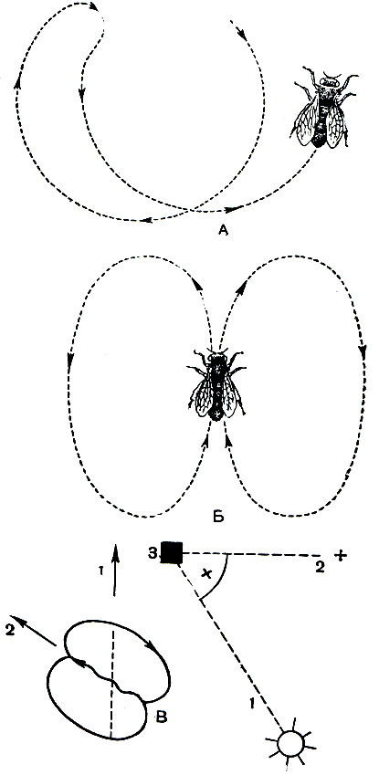 Рис. 122. Танец пчелы: А - круговой; Б - восьмерочный; В - направленный; 1 - направление к солнцу; 2 - направление к цветам; 3 - улей