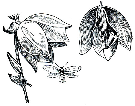 Рис. 125. Опыление юкки юкковой молью (Pronuba juccasella)