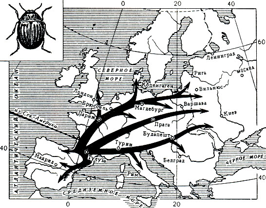 Рис. 128. Пути распространения колорадского жука (по Венгореку)