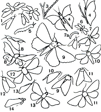 Таблица 16. Покровительственная и предупреждающая окраска у бабочек: 1 - изменчивая пестрянка (Zygaena ephialtes); 2 - таволговая пестрянка (Z. filipendulae); 3 - гусеница пяденицы; 4 - каллима (Kallima); 5 - гусеница махаона (Papilio machaon); 6 - обыкновенная лишайница (Lithosia complana); 7, 7а - совка мома (Moma orion) и ее гусеница; 8 - глазчатая зубчатка (Smerinthus ocellatus); 9 - голубая ленточница (Gatocala fraxini); 10 - желтая ленточница (C. fulminea); 11 - красная ленточница (C. nupta); 12 - обыкновенная медведица (Arctia caja); 13 - медведица гера (Callimorpha quadripunctata); 14 - серебристая лунка (Phalera bucephala)