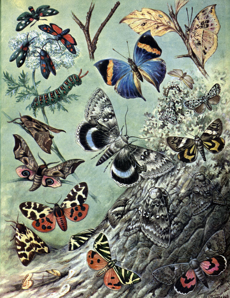 Таблица 16. Покровительственная и предупреждающая окраска у бабочек: 1 - изменчивая пестрянка (Zygaena ephialtes); 2 - таволговая пестрянка (Z. filipendulae); 3 - гусеница пяденицы; 4 - каллима (Kallima); 5 - гусеница махаона (Papilio machaon); 6 - обыкновенная лишайница (Lithosia complana); 7, 7а - совка мома (Мота orion) и ее гусеница; 8 - глазчатая зубчатка (Smerinthus ocellatus); 9 - голубая ленточница (Gatocala fraxini); 10 - желтая ленточница (C. fulminea); 11 - красная ленточница (C. nupta); 12 - обыкновенная медведица (Arctia caja); 13 - медведица гера (Callimorpha quadripunctata); 14 - серебристая лунка (Phalera bucephala)