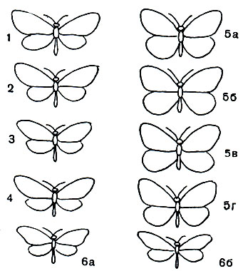Таблица 17. Мимикрия у бабочек: 1-4 - геликониды (модели): 1 - Heliconius eucrate, 2 - Lycorea halia, 3 - Melinaea ethra, 4 - Mechanitis lysimnia; 5, 6 - белянки (подражатели): 5 - Perrhybris pyrrha, a - самец сверху, б - самец снизу, в - самка сверху, г - самка снизу, 6 - Dismorphia astynome, a - самец, б - самка