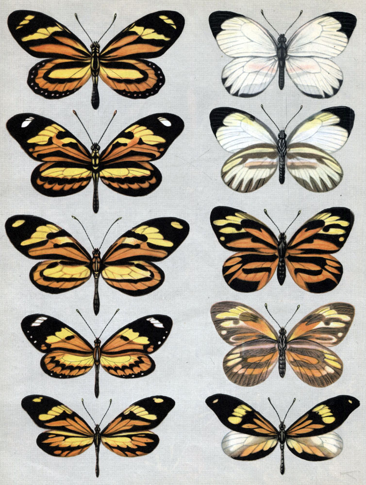 Таблица 17. Мимикрия у бабочек: 1-4 - геликониды (модели): 1 - Heliconius eucrate, 2 - Lycorea halia, 3 - Melinaea ethra, 4 - Mechanitis lysimnia; 5, 6 - белянки (подражатели): 5 - Perrhybris pyrrha, a - самец сверху, б - самец снизу, в - самка сверху, г - самка снизу, 6 - Dismorphia astynome, a - самец, б - самка