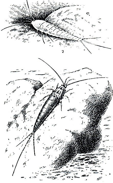 Рис. 130. Щетинохвостки: 1 - махилис прибрежный (Halomachilis maritimus); 2 - чешуйница сахарная (Lepisma saccharina)