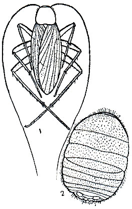 Рис. 132. Тараканы: 1 - африканский пещерный (Alluaudellina cavernicola), самец; 2 - техасский муравьелюб (Attaphila fungicola)