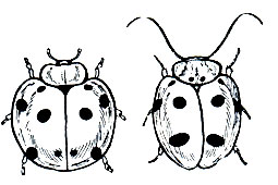 Рис. 133. Божья коровка Leis dunlopi - слева и подражающий ей таракан Prosoplecta semperi - справа (Филиппины)