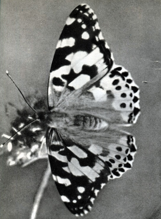Таблица 18а. Вид бабочки, воспринимаемый глазом человека