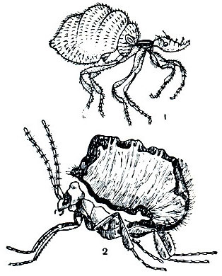 Рис. 143. Сожители термитов: 1 - муха Termitoxenia heimi; 2 - жук Corotoca phylo