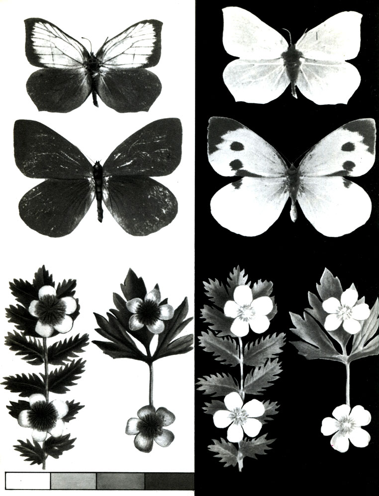 Таблица 19. Зрительное восприятие человека и насекомых: справа - рисунок крыльев бабочек, цветков и листьев растений, видимый человеком; слева - те же объекты, видимые насекомым, воспринимающим ультрафиолетовые лучи