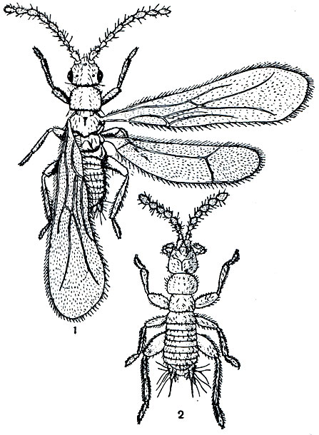 Рис. 144. Зораптеры: 1 - Zoratypus brasiliensis; 2 - Z. guineensis