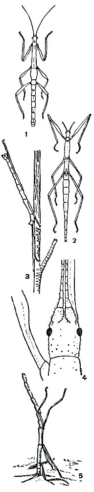 Рис. 147. Палочники: 1 - Carausius morosus; 2 - Hamulus bituberculatus; 3 - Parasosibia parva; 4 - передняя часть палочника Carausius morosus; 5 - палочник, стоящий в состоянии каталепсии на голове
