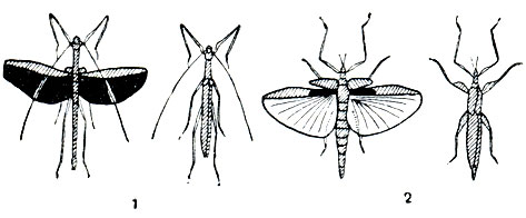 Рис. 148. Вспыхивающая окраска у палочников: 1 - Aruanoidea grubaneri; 2 - Tropidoderus rhombus