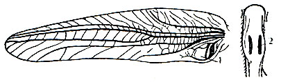 Рис. 149. Левое переднее крыло и верхняя часть голени передней ноги зеленого кузнечика: 1 - звуковой аппарат; 2 - щели, ведущие к слуховому органу