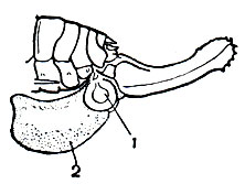 Рис. 151. Конец брюшка оплодотворенной самки кузнечика Isophya acuminata: 1 - флакон сперматофора; 2 - сперматофилакс