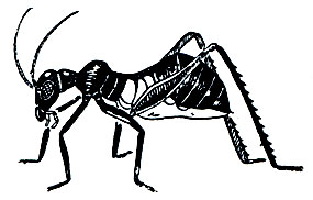 Рис. 152. Подражание муравью у личинки кузнечика Eurycorypha fallax