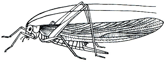 Рис. 153. Кузнечик Pinegia longipes из нижних отложений пермского периода (Урал)