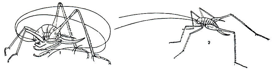 Рис. 154. Рафидофориды: 1 - оранжерейный кузнечик (Tachycines asynamorus); 2 - кавказский пещерник (Dolichopoda euxina)