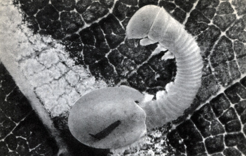 Таблица 21. Вылупление личинки насекомого из яйца. Липового бражника (Mimas tiliae)