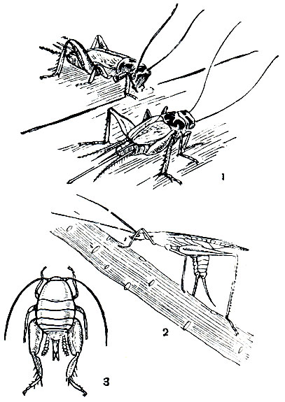Рис. 156. Сверчки: 1 - домовый (Gryllus domesticus); 2 - обыкновенный стеблевой (Oecanthus pellucens); 3 - обыкновенный муравьелюб (Myrmecophilus acervorus)
