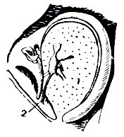 Рис. 158. Тимпанальный орган саранчового: 1 - перепонка; 2 - нерв