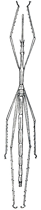 Рис. 159. Палочковидная кобылка (Cephalocoema lineata)