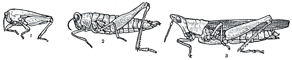 Рис. 162. Саранчовые; 1 - Tetrix tenuicornis; 2 - Phytomastax robusta; 3 - Pyrgomorpha conica