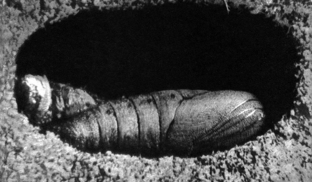 Таблица 22. Типы куколок насекомых и способы окукливания. Покрытая куколка липового бражника (Mimas tiiiae) в колыбельке в почве
