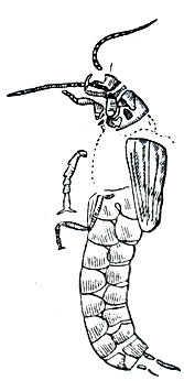 Рис. 164. Уховертка Protodiplatys fortis из юрских отложений