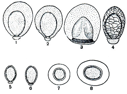 Рис. 168. Типы яиц веснянок: 1 - Diura bicaudata; 2 - D. nanseni; 3 - Perlodes dispar; 4 - Perla cephalotes; 5 - Chloroperla apicalis; 6 - Ch. burmeisteri; 7 - Brachyptera braueri; 8 - B. risi