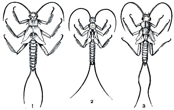 Рис. 169. Личинки веснянок: 1 - Taeniopteryx nebulosa; 2 - Brachyptera risi; 3 - Nemura picteti