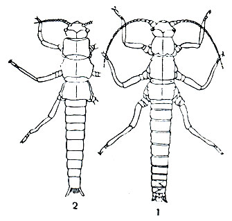Рис. 170. Южноамериканская веснянка Megandiperia (1) и её наземная личинка (2)