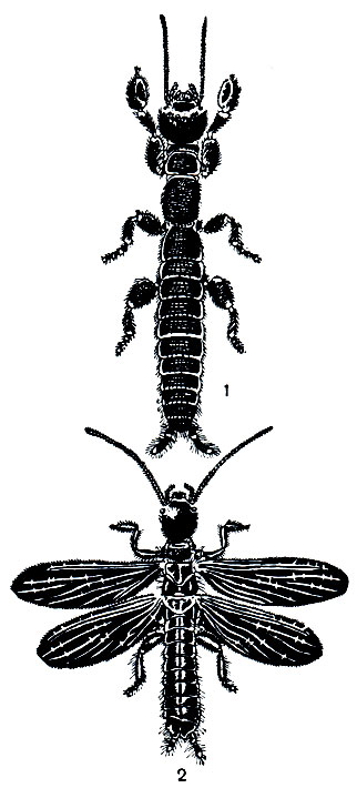 Рис. 171. Гигантская эмбия (Emdia major): 1 - бескрылая самка; 2 - крылатый самец