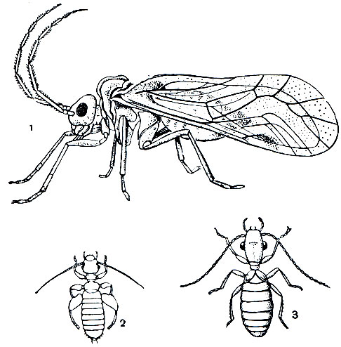 Рис. 174. Сеноеды: 1 - Amphigerontia contaminate, самец; 2 - книжная вошь (Liposcelis divinatorius); 3 - домовый сеноед (Trogium pulsatorium)