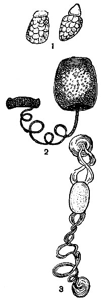 Рис. 176. Типы яиц поденок: 1 - Ephemerella; 2 - Campylocia ampla; 3 - Caenis incus