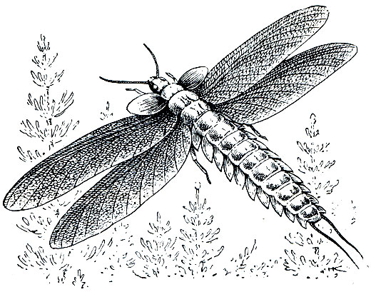 Рис. 185. Реконструкция палеодиктиоптеры (Palaeodictyoptera)