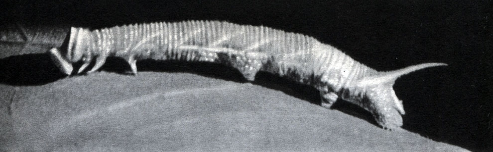 Таблица 24. Последовательные этапы сбрасывания шкурки гусеницей липового бражника (Mimas tiliae) при линьке