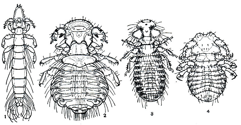 Рис. 187. Пухоеды и власоеды: 1-3 - пухоеды: 1 - голубиный (Columbicola columbae), 2 - павлиний (Coniodes pavonis), 3 - вороний (Colpocephalum subaequale), 4 - собачий власоед (Trichodectes canis)