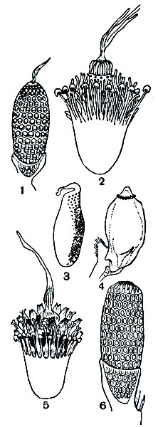 Рис. 189. Типы яиц пухоедов: 1 - Menopon pallescens; 2 - M. pallidum; 3 - Degeeriella holopnaea; 4 - Myrside anathorax; 5 - Menopon sp.; 6 - Trimenopon jenningsi