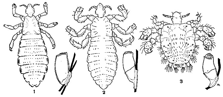 Рис. 191. Вши и их яйца (гниды): 1 - головная (Pediculus humanus capitis); 2 - платяная (P. h. vestimenti); 3 - лобковая (Phthirus pubis)